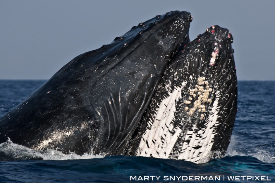 A pair of male humpback whales, *Megaptera novaeangliae*, slam into each other while competing for dominance during their wintertime mating season in Hawaii.