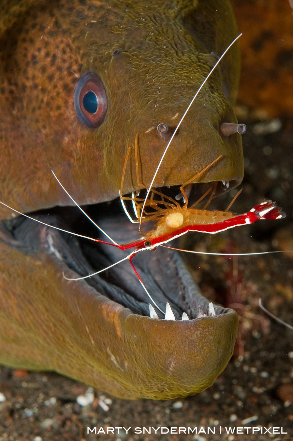 A yellow-margin moray eel, *Gymnothorax flavimarginatus*, getting cleaned by a scarlet cleaner shrimp, *Lysmata ambionensis*, in Indonesia