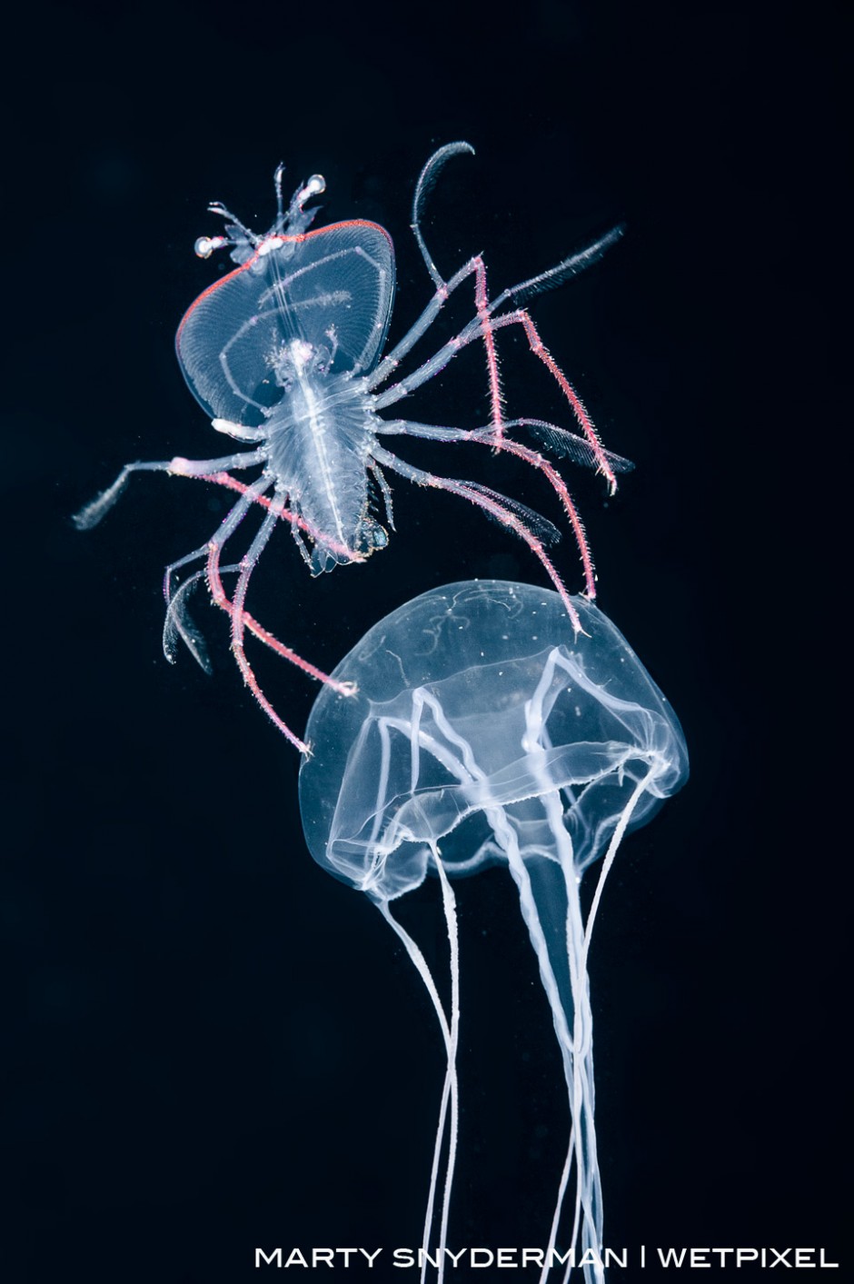 A larval lobster riding atop the bell of a sea jelly that is drifting in the current as witnessed on an open ocean night dive off Kona, Hawaii