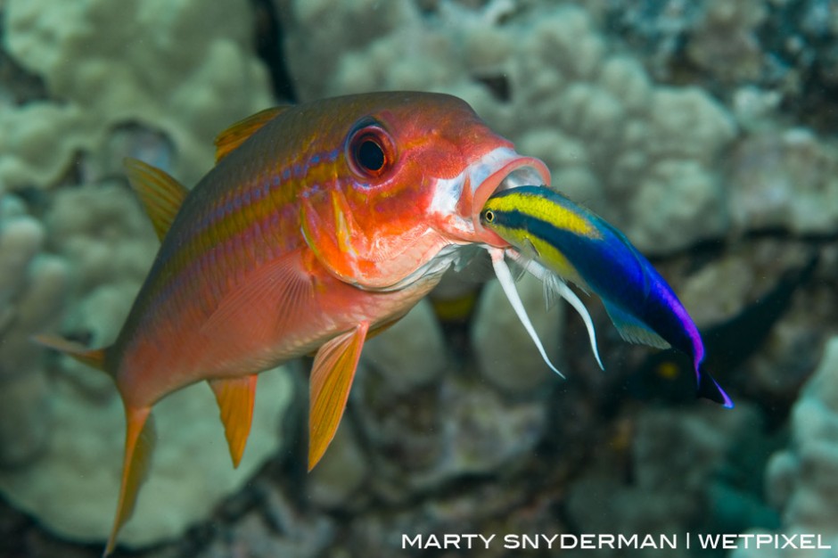 A yellowfin goatfish, *Mulliodichthys vanicolensis*, getting some dental hygiene from a Hawaiian cleaner wrasse, *Labroides phthirophagus*.
