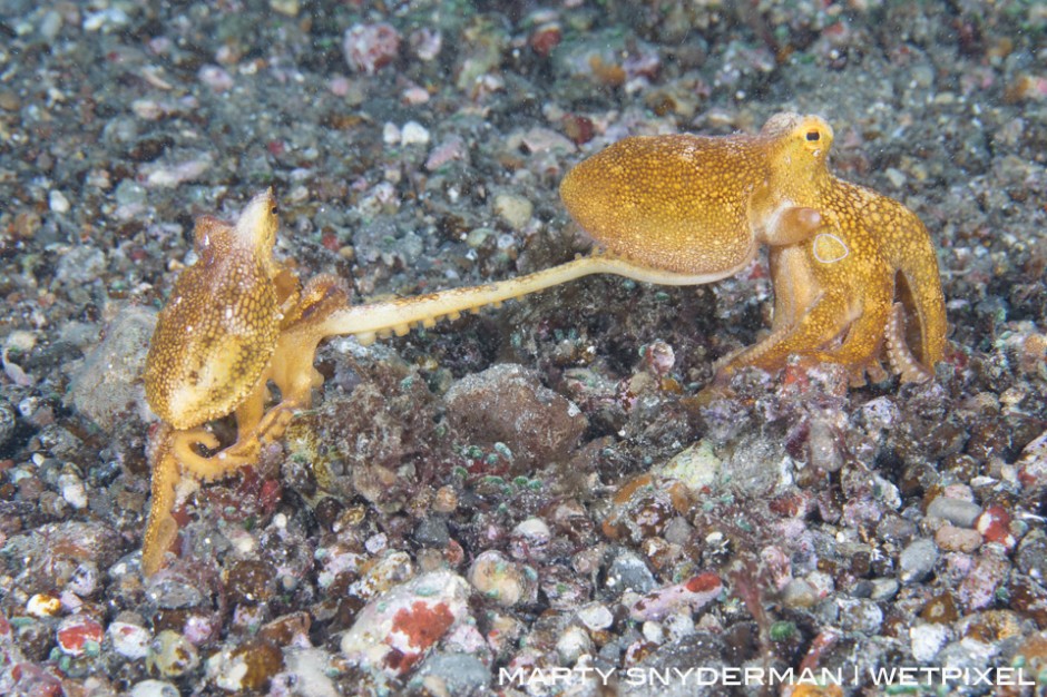 A pair of mating poison ocellate octopus, *Amphioctopus siamensis* on a muck dive in the Indonesian region of Alor