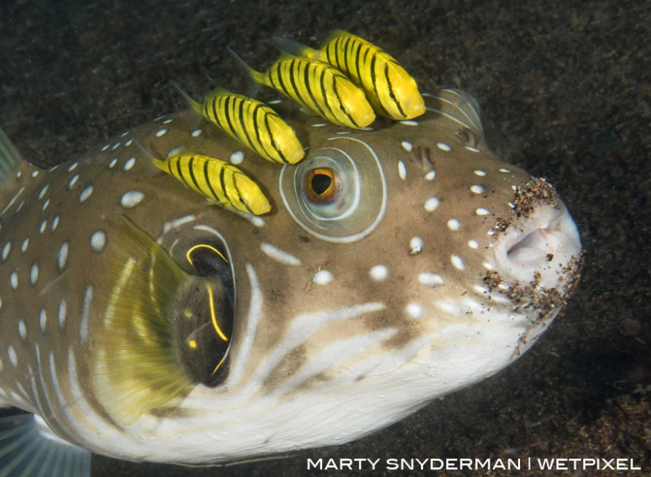 Four juvenile jacks known as golden trevally (*Gnathanodon speciosus*) accompanying a reticulated pufferfish (*Arothron reticularis*) that is hunting on a sandy bottom in Puerto Galera in the Philippines