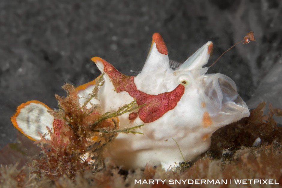 A juvenile warty frogfish, *Antennarius maculatus*, “fishing” for its dinner in Dumaguete, Philippines