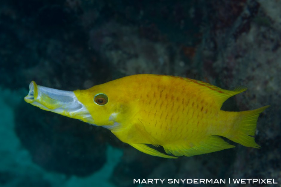 A slingjaw wrasse, *Epibulus insidiator*, extending its mouth to use it like a straw to “suck” in surprised prey. 