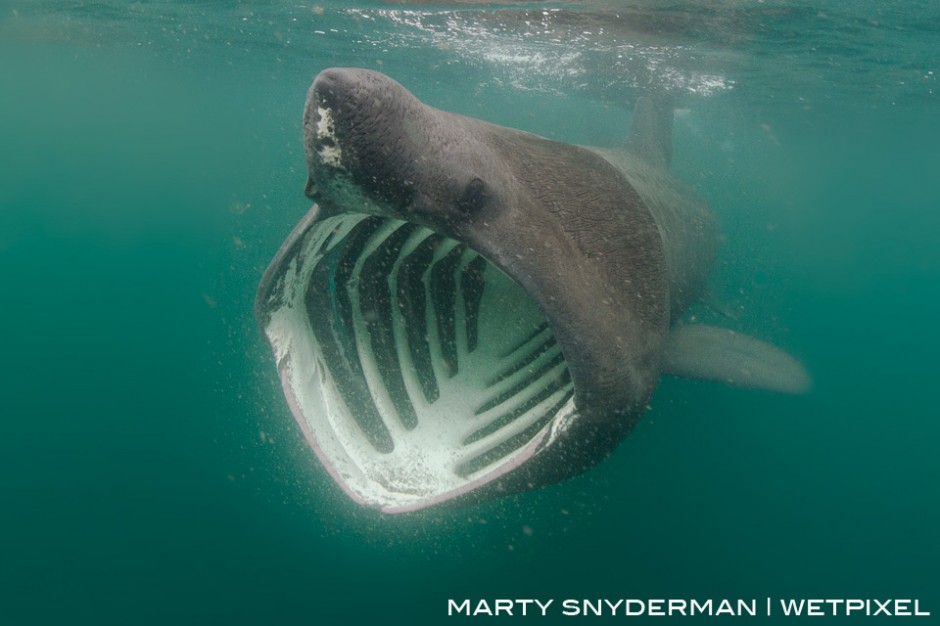 A basking shark, *Ceterhinus maximus*, feeding on planktonic organisms in the chilly waters off the southwest coast of Scotland