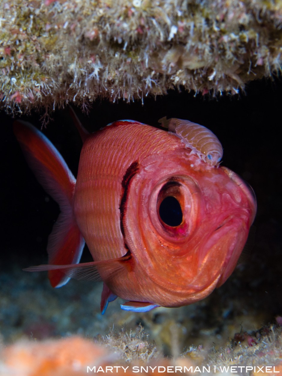 A soldierfish isopod, *Anilocra laticaudata*, sits atop the head of a blackbar soldierfish, *Myripristis jacobus*, in the waters off Sunset House in Grand Cayman