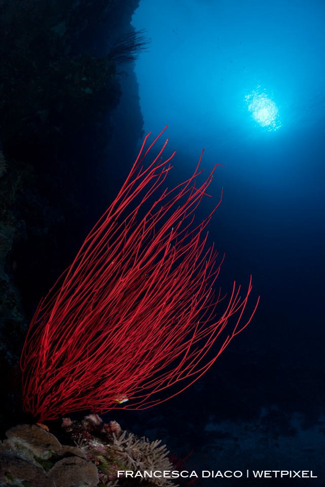 ARed Sea Whips offer a colorful contrast to the deep blue water and dramatic wall outside  Virgin Blue Hole. 