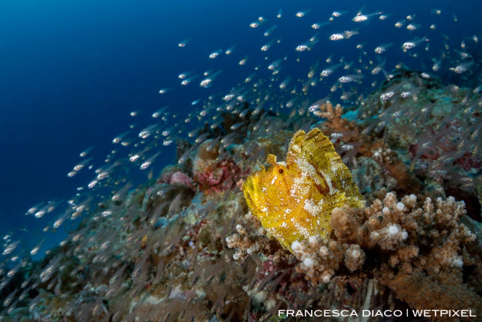 A Leaf Scorpionfish (*Taenianotus triancanthus*) sits on top a bommie surrounded in glassfish at Sandy Paradise. 
