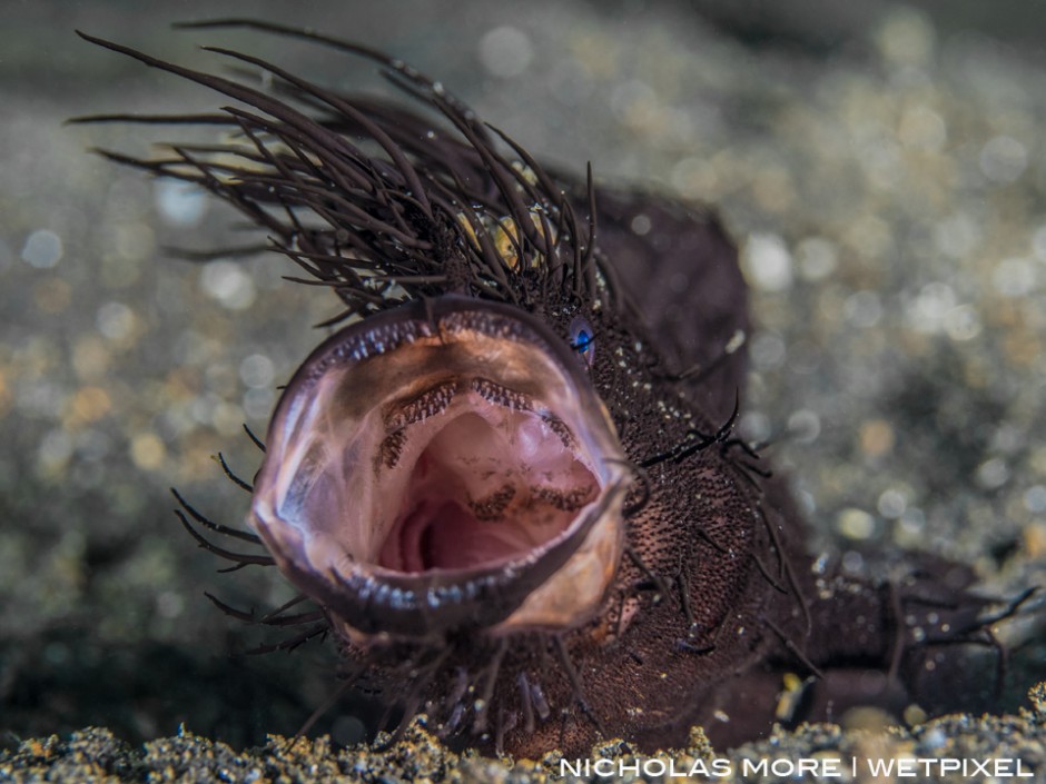 Yawning black Hairy Frogfish (*Antennarius striatus*)