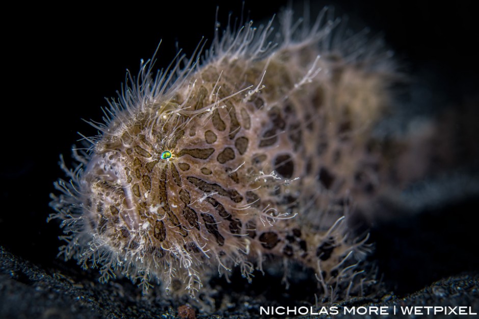 The striated frogfish or hairy frogfish (*Antennarius striatus*)