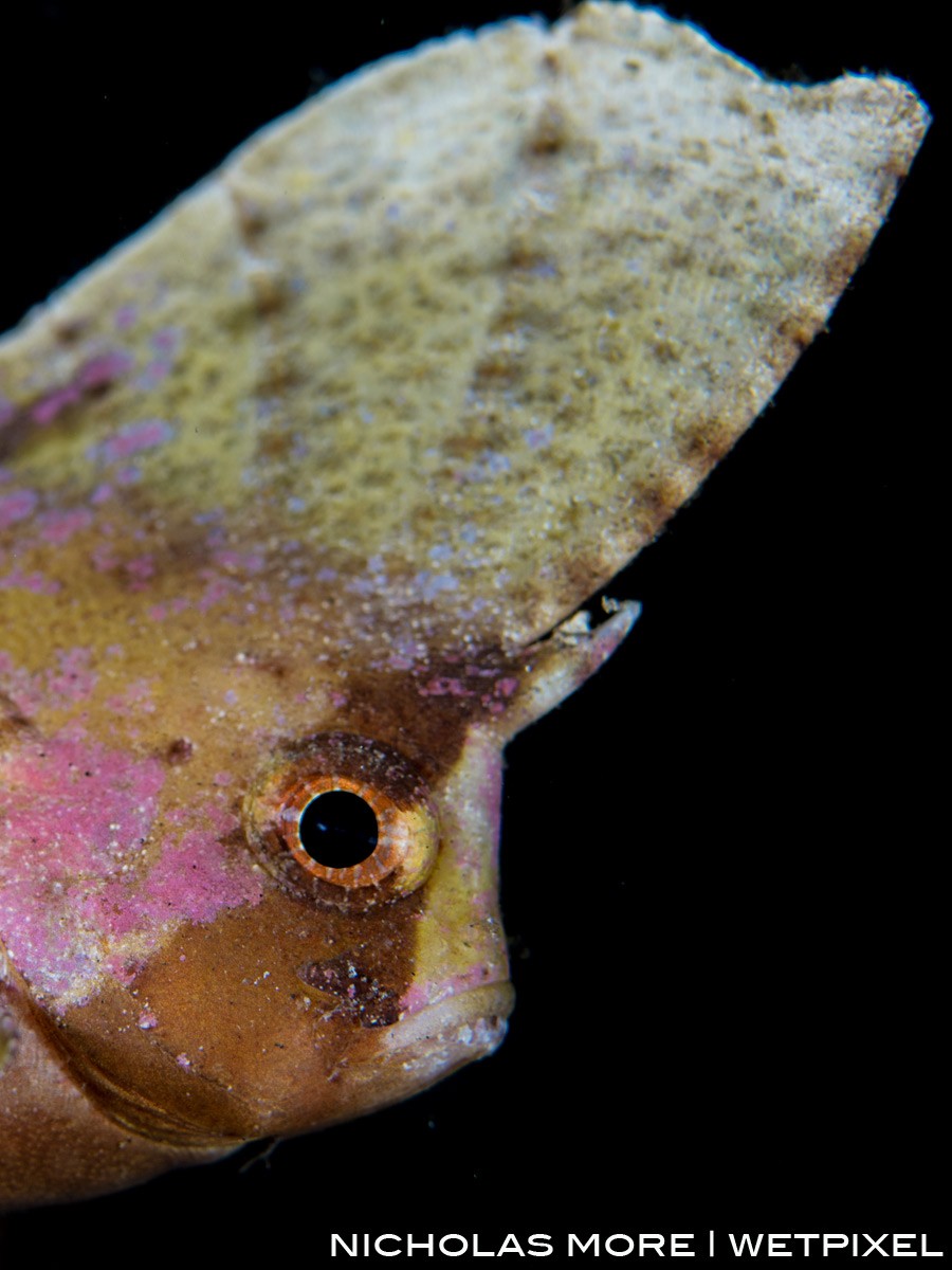 Leaf Scorpionfish (*Taenianotus triacanthus*) portrait