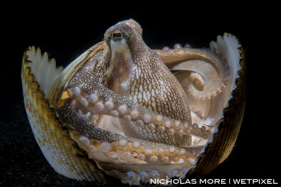*Amphioctopus marginatus*, also known as the coconut octopus and veined octopus, hides in a discarded clam shell for protection.