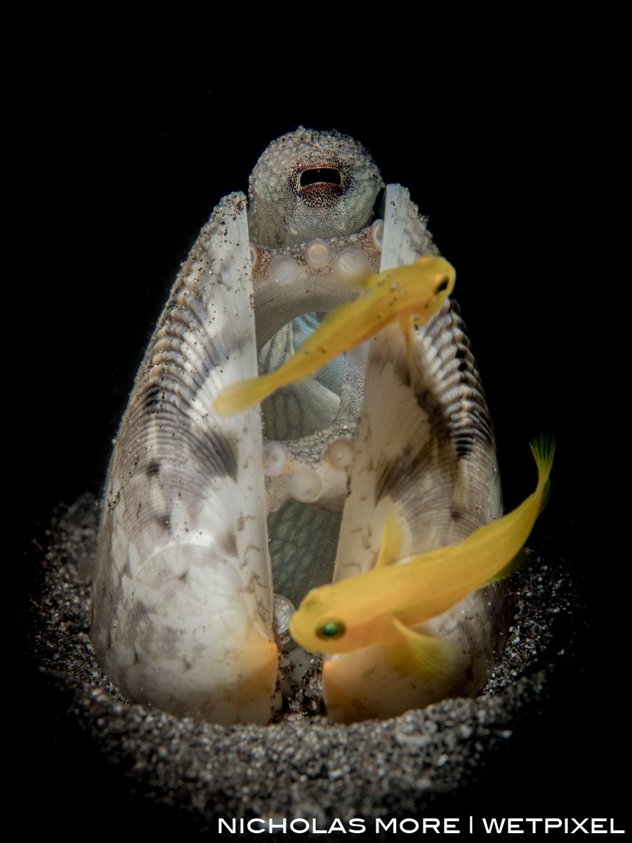 *Amphioctopus marginatus* (coconut or veined octopus)  is joined by A pair of Yellow Pygmy Gobies (*Lubricogobius exiguus*)