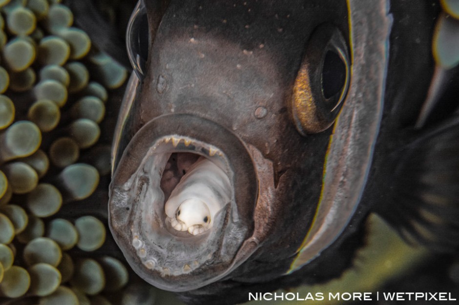 Saddleback Anemone Fish with Parasitic tongue eater (*Cymothoa exigua*)