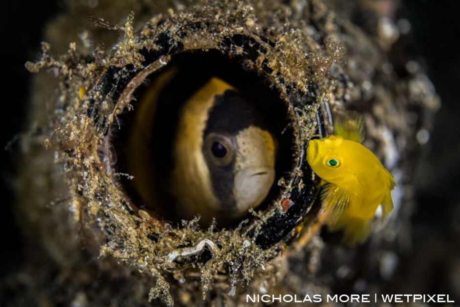 A yellow pygmy goby (*Lubricogobius exiguus*)  is evicted from his beer bottle home