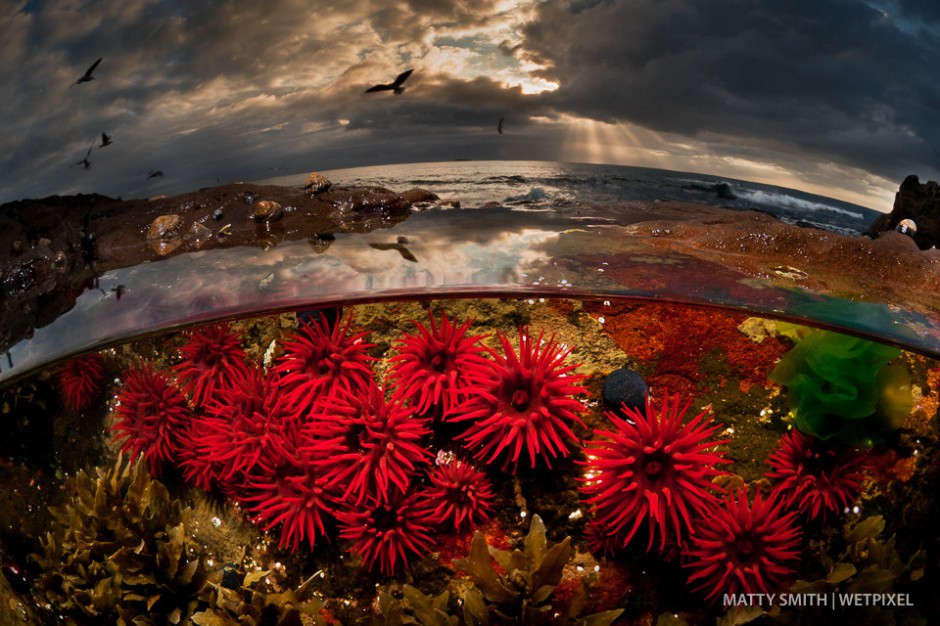 Waratah anemones in a low tide rock pool at Port Kembla, Australia.