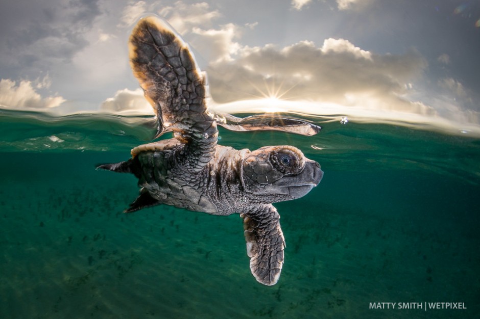A hawksbill turtle hatchling (*Eretmochelys imbricata*) just 3cm long and a few minutes old takes it’s first swim at Lissnenung Island, Papua New Guinea.