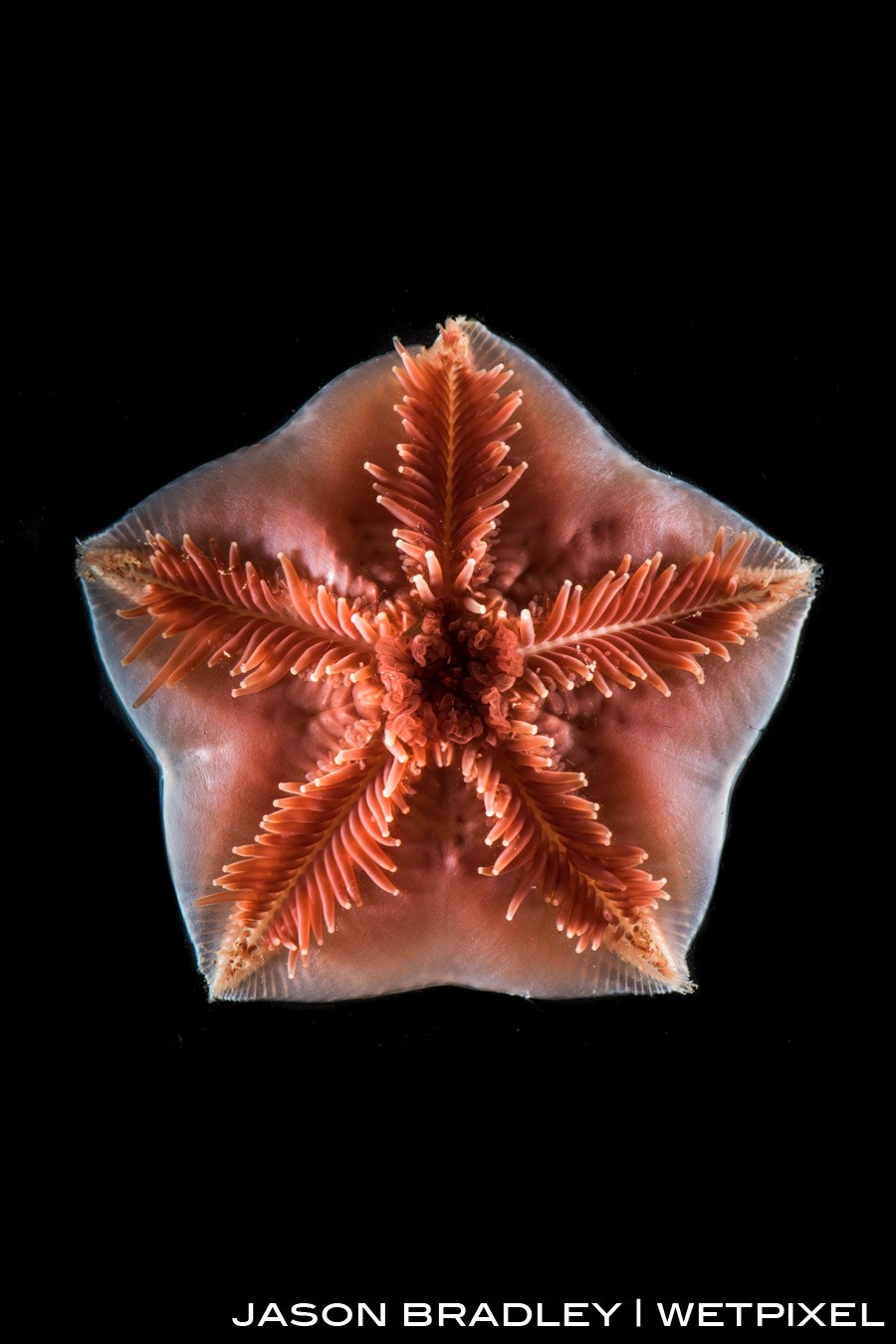 A deep-sea seastar (*Asteroidea*) recovered from 2000 meters.