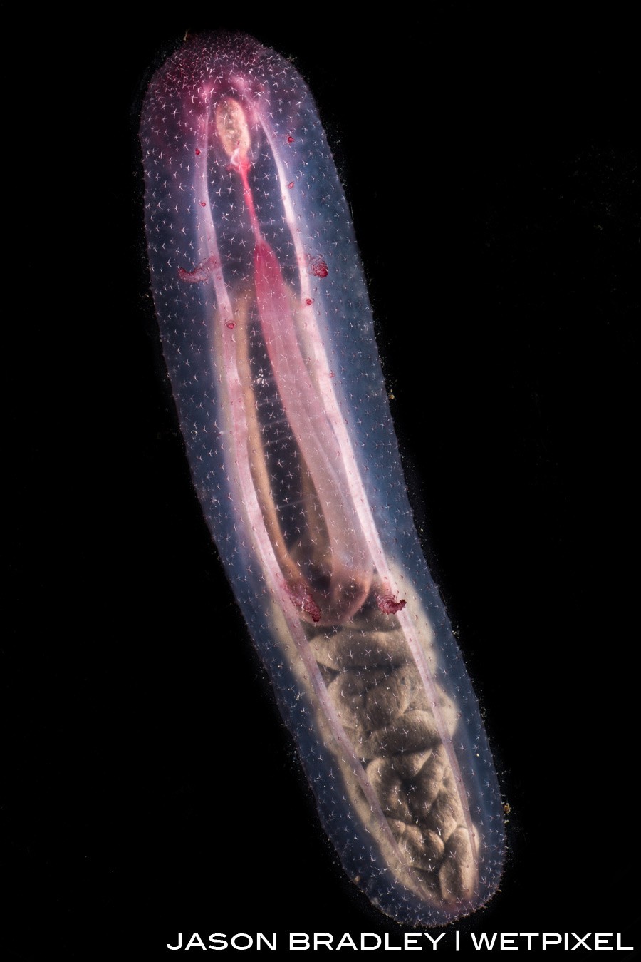 The a transluscent sea cucumber (*Holothuroidea*).