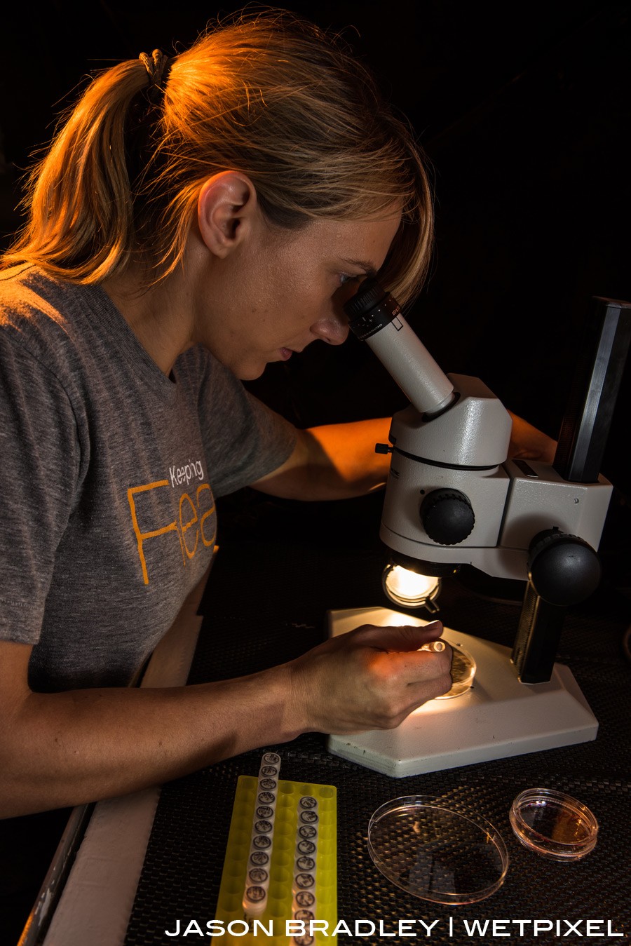 Scientist Holly Bik, from UC Riverside, searches for nematodes through a discecting scope.