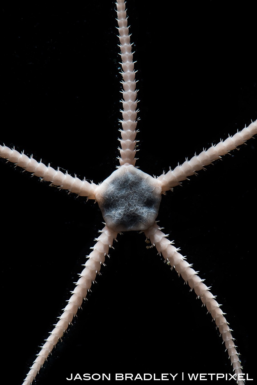 A brittle-star (*Ophiuroidea*) from 2000 meters below.