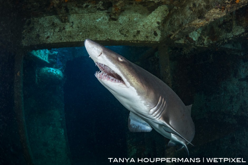 North Carolina is one of very few places in the world where it is common to find sharks inside of shipwrecks. In this image, a sand tiger shark swims through the wreck of the USCGC Spar. 