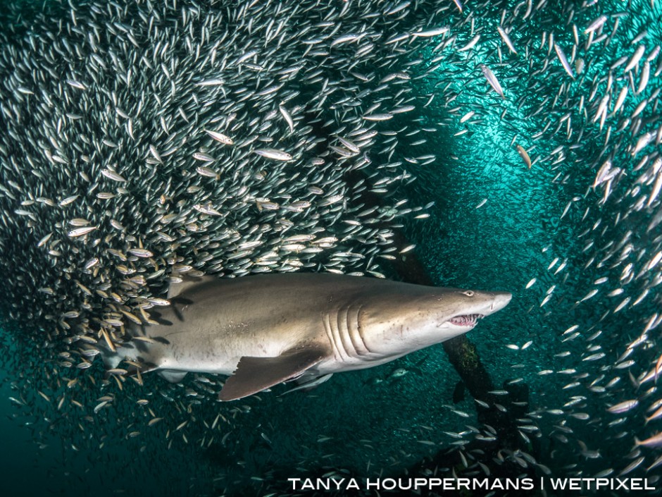 The shipwrecks of North Carolina lie near the Gulf Stream, resulting in warm, clear water and an abundance of marine life. Here a sand tiger shark is surrounded by bait fish as it swims past the top of the wreck of the Caribsea.