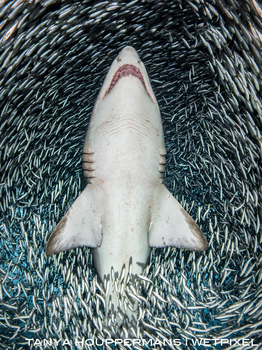 This image was captured by swimming underneath the sand tiger, shooting upward as she swam through the millions of tiny bait fish above the wreck of the Caribsea. 