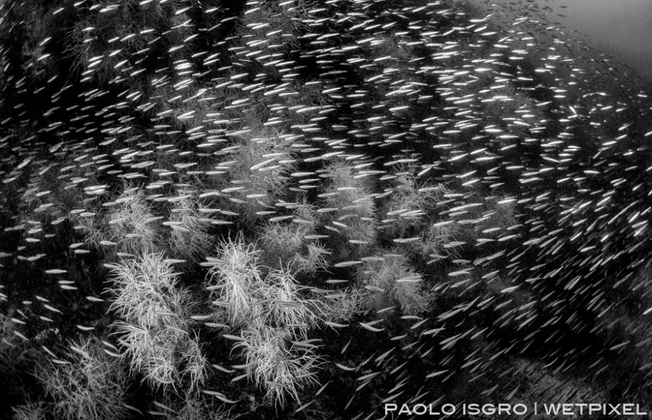 Black coral forest with sardines
