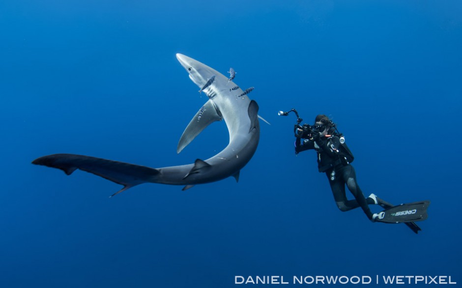 An underwater photographer enjoys a close encounter with a large blue shark (*Prionace glauca*)