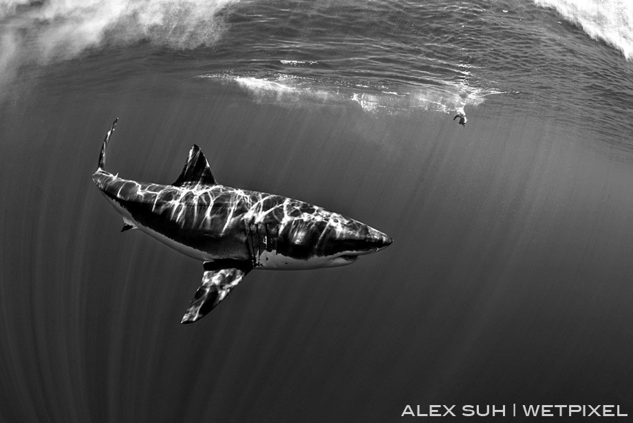 BW Image with the shark coming around to the chum. You can see the sun rays off its body.