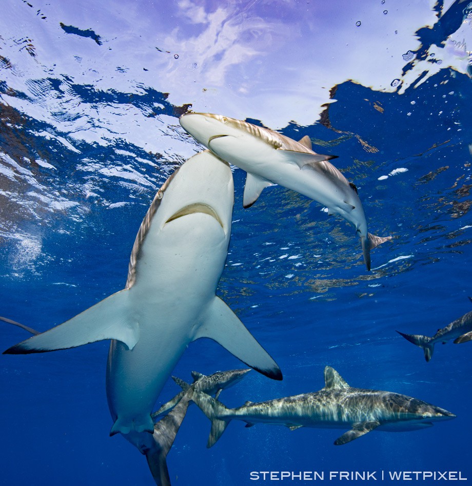 Silky sharks are typically encountered closer to the surface, rarely commingling with the Caribbean reef sharks