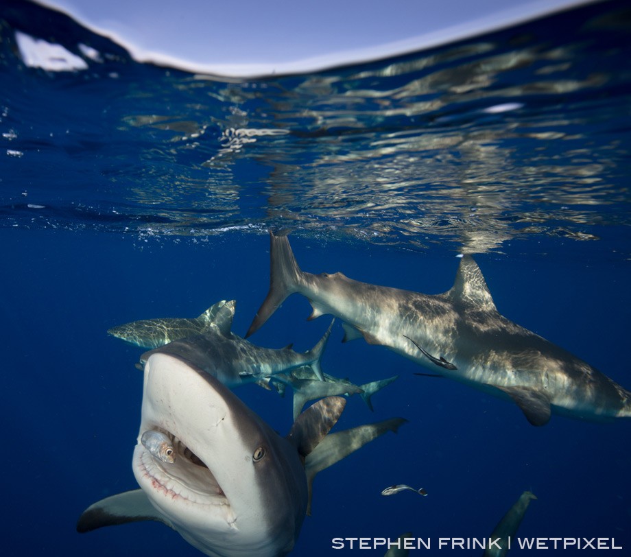 Caribbean reef sharks approach the boat, acclimated by years of baited reinforcement