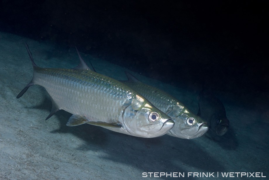 Tarpon are fairly common under ledges in the 40-60 foot depths