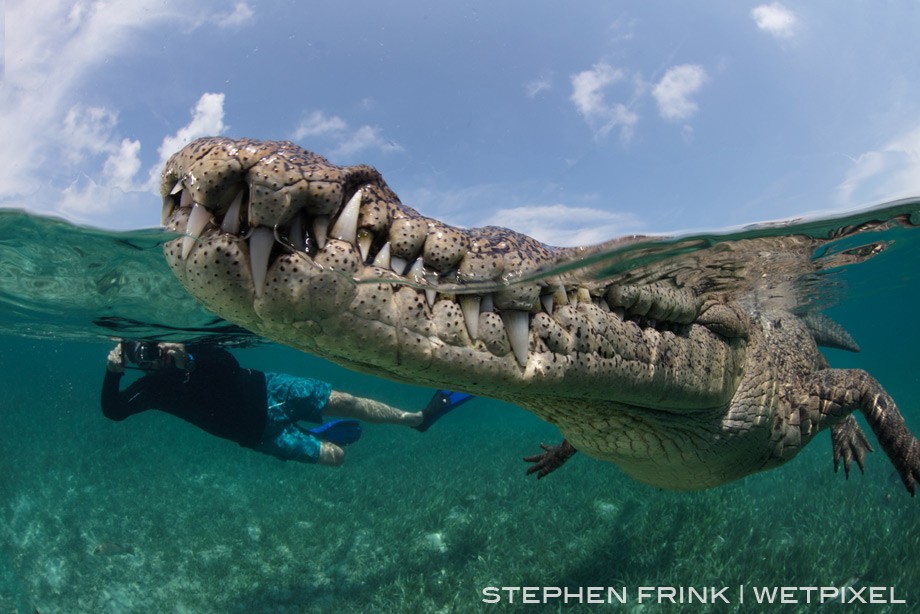 Nino, the American crocodile long accustomed to interacting with snorkelers, is an iconic Jardines de la Reina photo-op