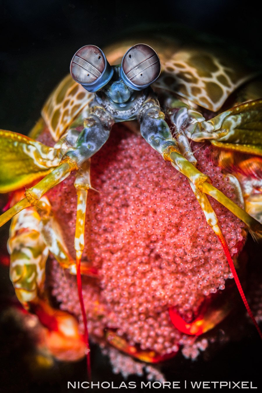 Peacock Mantis Shrimp bearing Eggs.