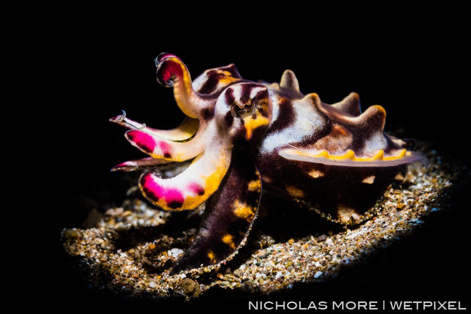 *Metasepia pfefferi* Flamboyant cuttlefish Retra LSD Snoot