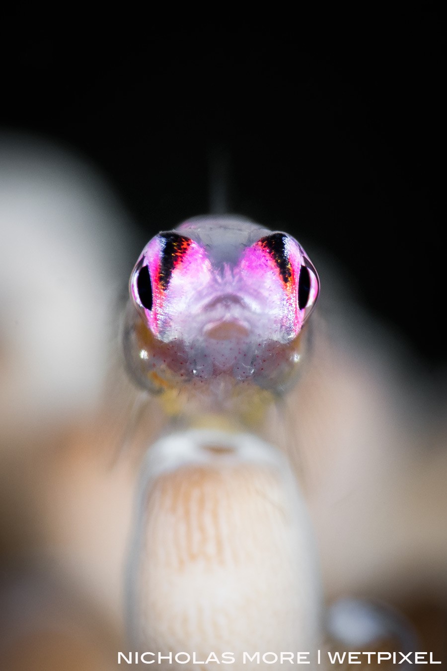 Pink Eyed Goby