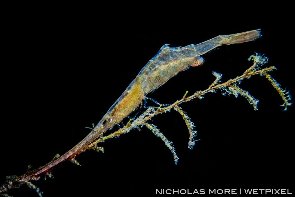 Backlit Ocellated Tozeuma or sawblade shrimp using a snoot torch. *Tozeuma lanceolatum*