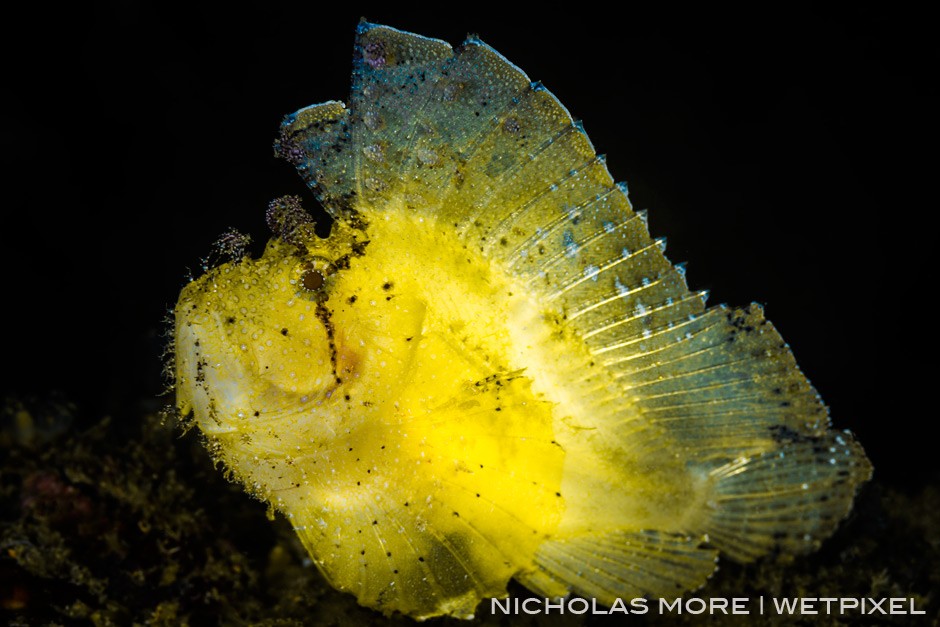*Aenianotus triacanthus* Leaf scorpionfish backlit torch
