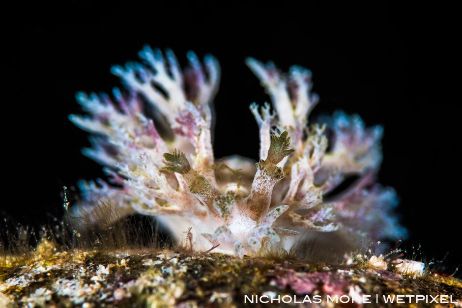 Nudibranch *Marionia sp.*
