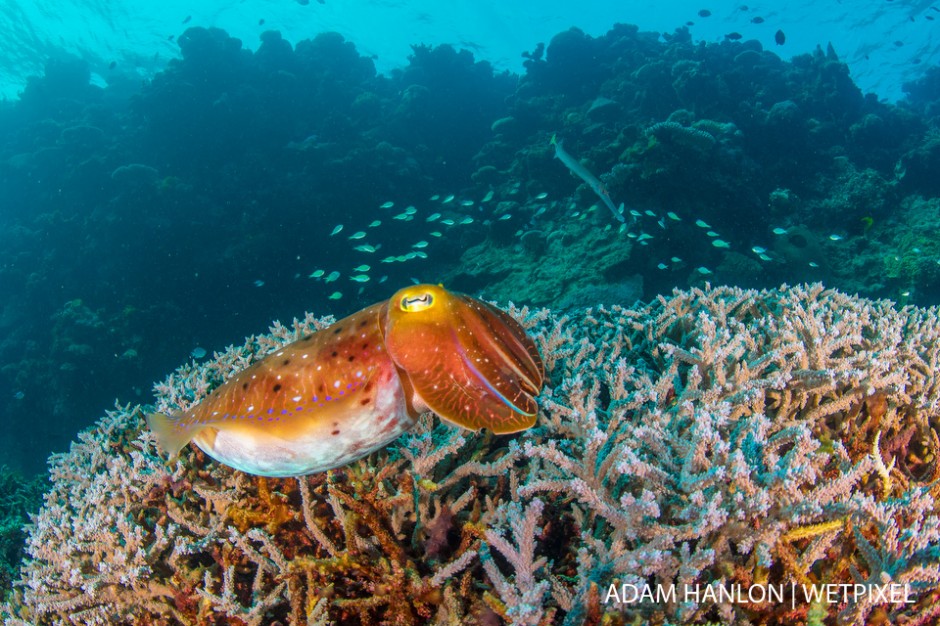 A broadclub cuttlefish (*Sepia latimanus*) above the corals at Summer Bay, Ribbon Reefs, Great Barrier Reef.