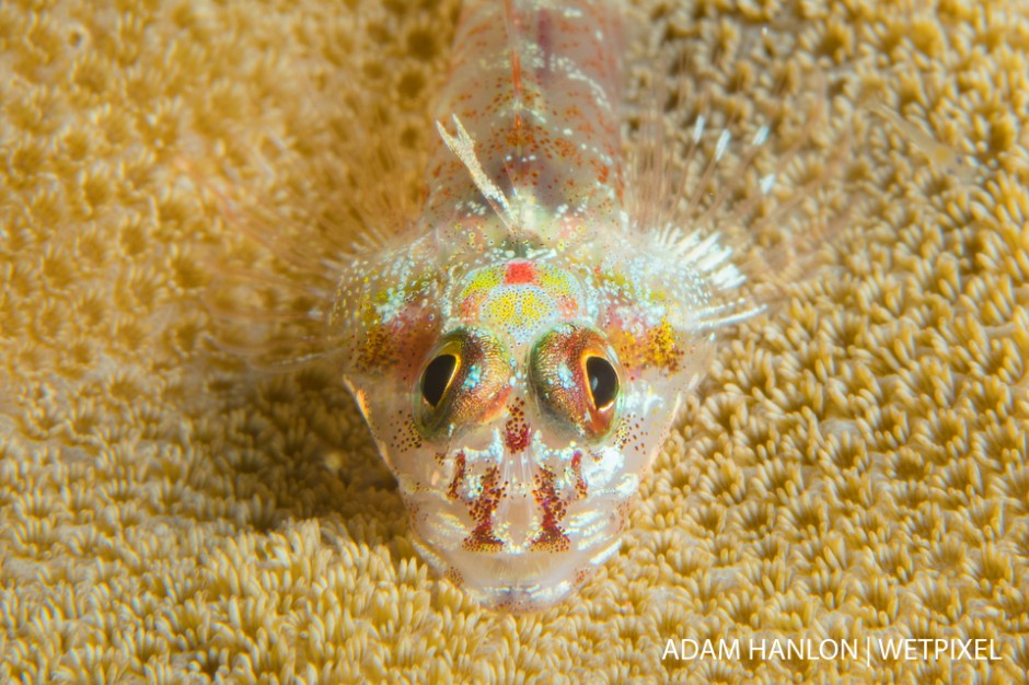 A redspotted pygmygoby (*Eviota albolineata*) among coral polyps during a night dive at the Clam Beds, Great Barrier Reef.
