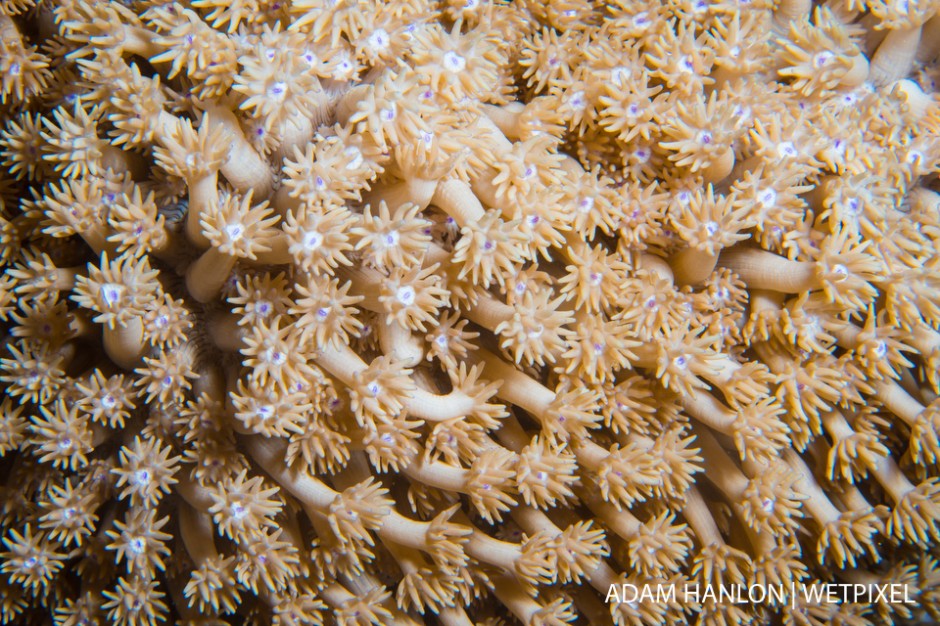 Coral polyps feeding at night at Clam Beds, Ribbon Reef number 4, Great Barrier Reef.