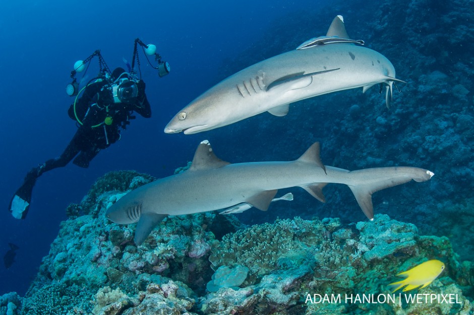 A photographer captures an image of two whitetip reef sharks (*Triaenodon obesus*) at North Horn, Osprey Reef, Coral Sea.