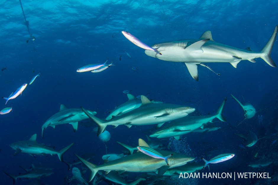Grey reef sharks (*Carcharhinus amblyrhynchos*) surround the bait during a shark feed at North Horn, Osprey Reef, Coral Sea