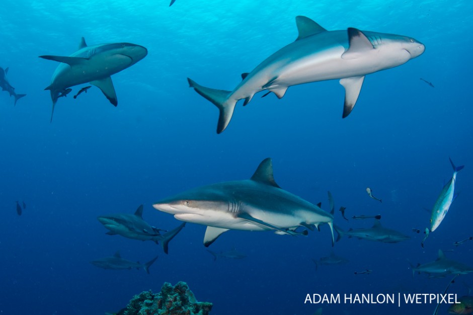 Grey reef sharks (*Carcharhinus amblyrhynchos*) surround the bait during a shark feed at North Horn, Osprey Reef, Coral Sea