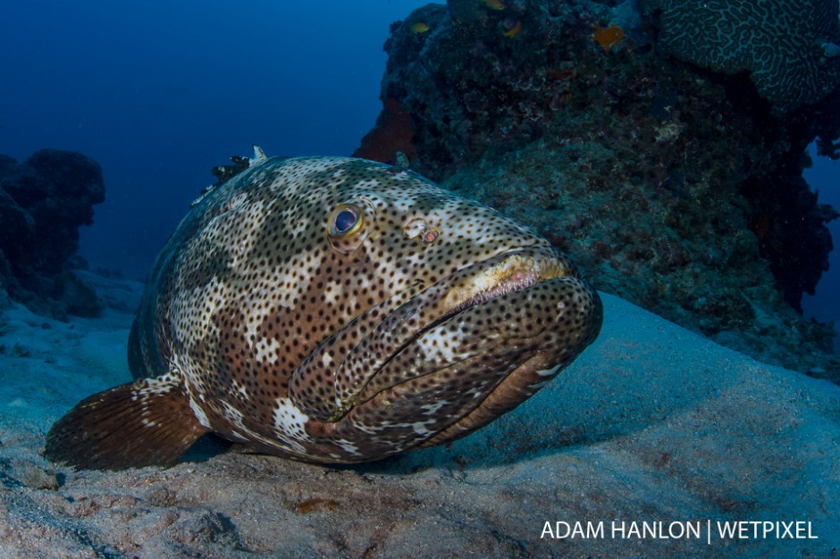 A potato cod (*Epinephelus tukula*) rests on the sea bed at Cod Hole, Ribbon Reef 10, Great Barrier Reef.