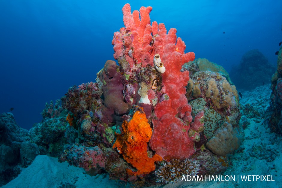 Red encrusting sponge adds color to the hard corals at Cod Hole, Ribbon Reef 10, Great Barrier Reef.