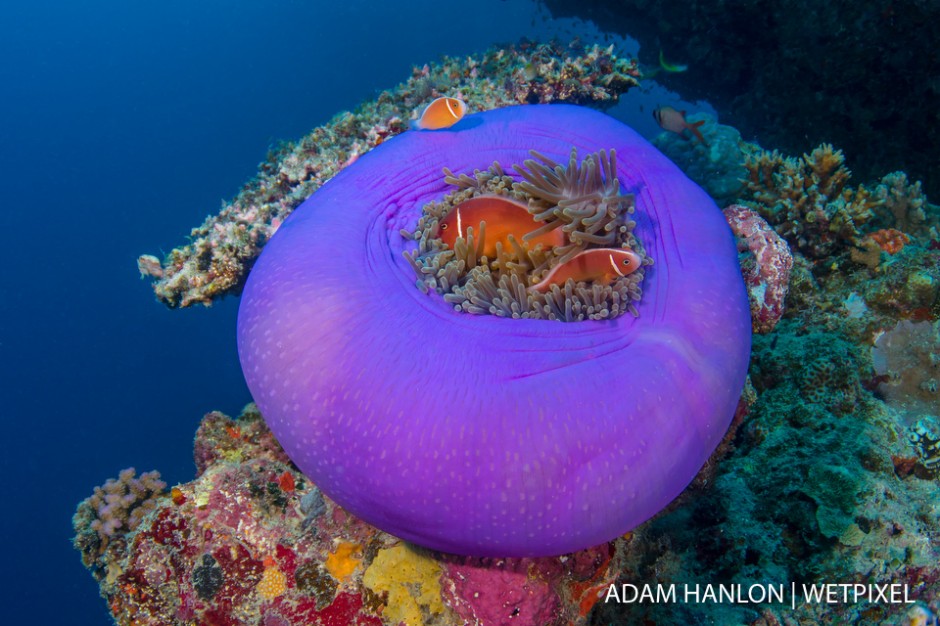 A family of pink anemonefish (*Amphiprion perideraion*) in a magnificent anemone (*Heteractis magnifica*) on Steve's Bommie, Great Barrier Reef.